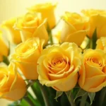 Żółte Róże: Znaczenie, Emocje i Symbolika w Relacjach