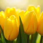 Żółte tulipany: Symbolika, Emocje i Znaczenie w Relacjach